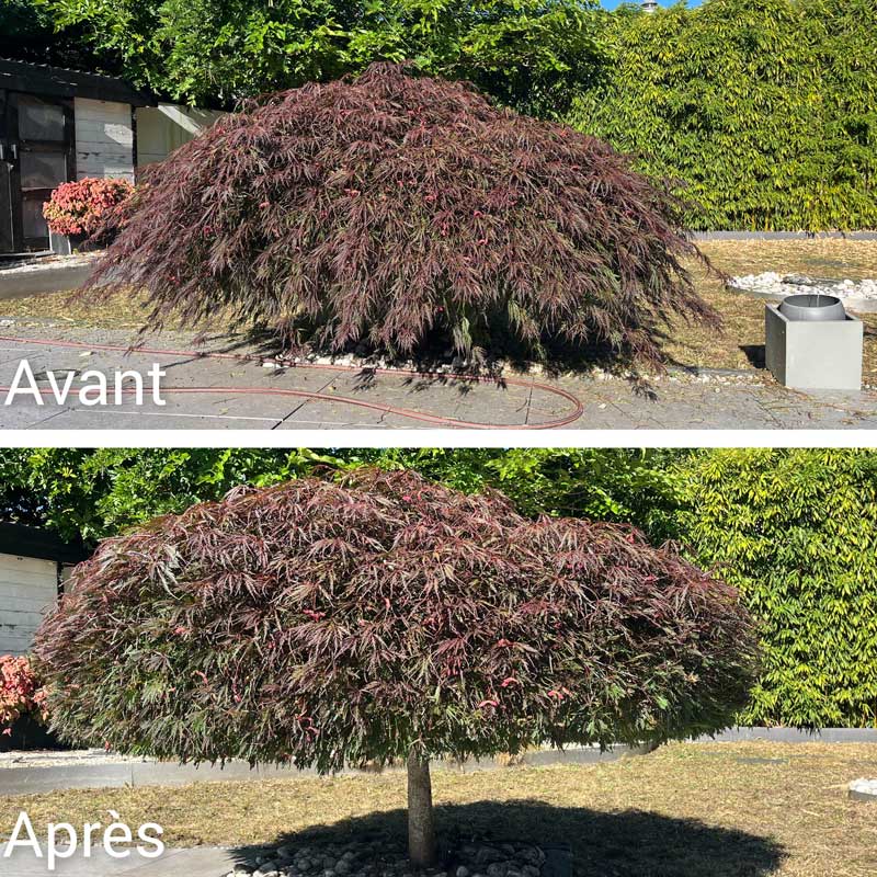 Taille d'arbre Bordeaux